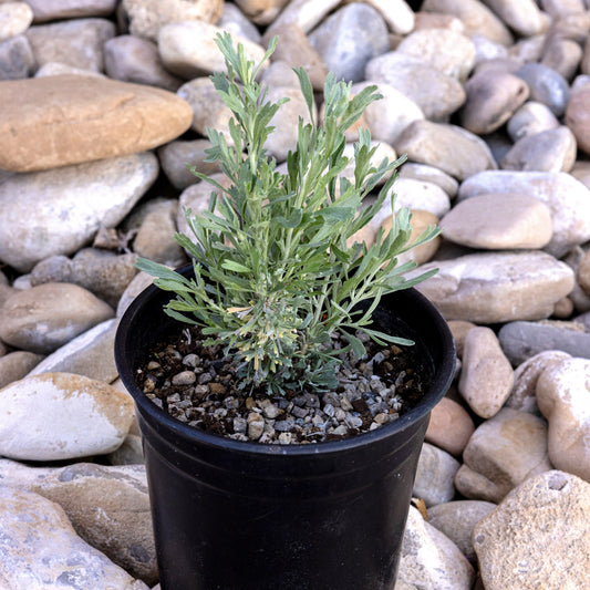 Wyoming Big Sagebrush