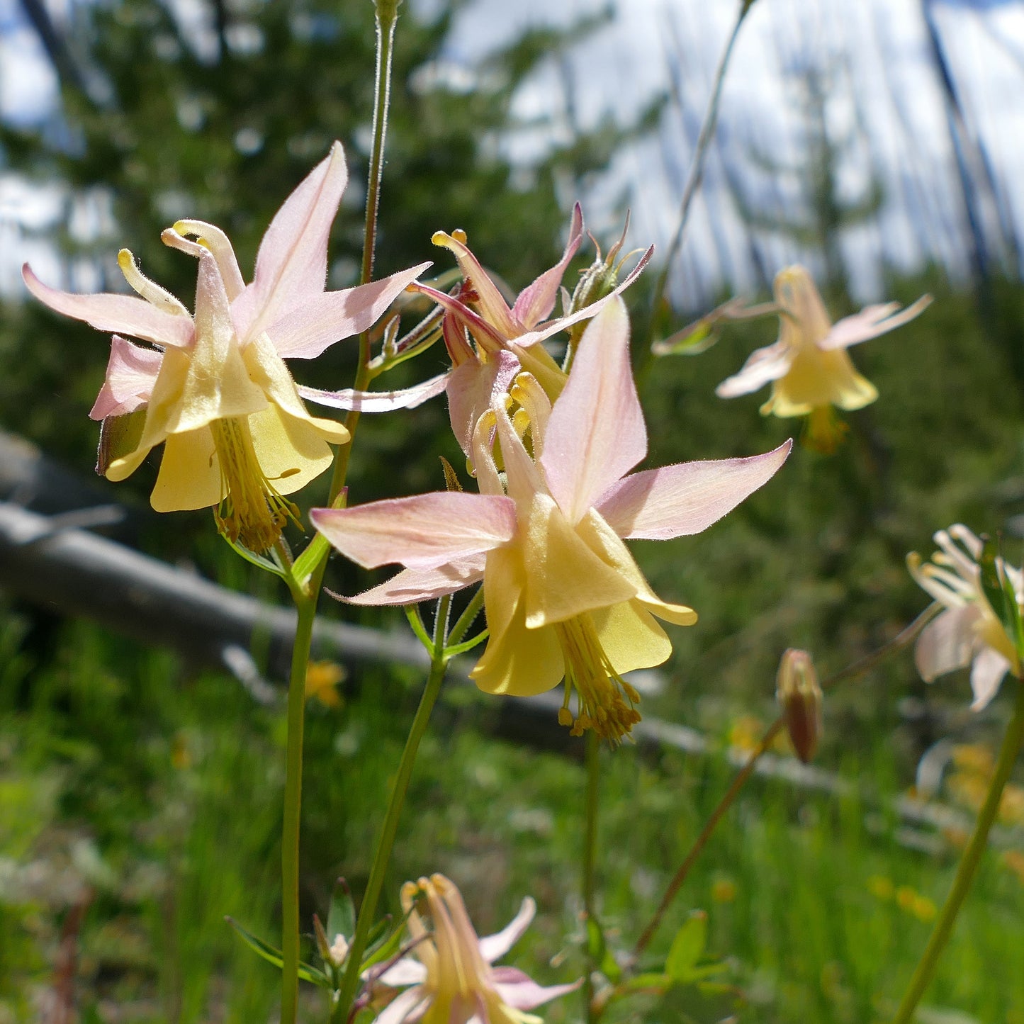 Yellow Mountain Columbine