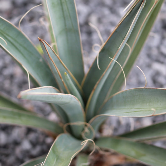 Banana Yucca