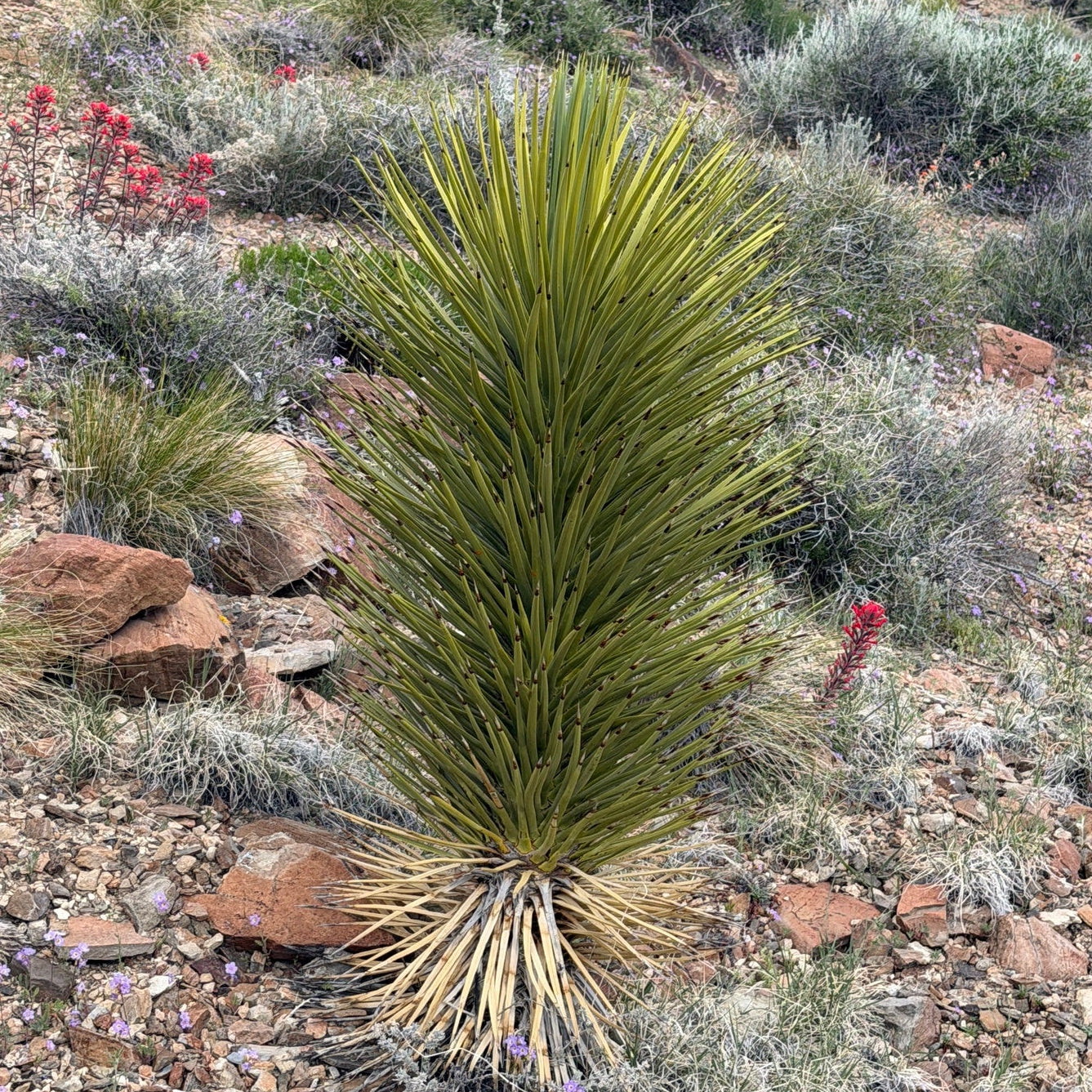 Joshua Tree
