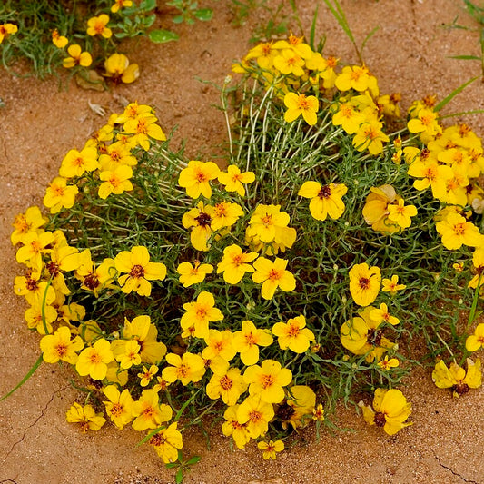 'Gold on Blue' Prairie Zinnia