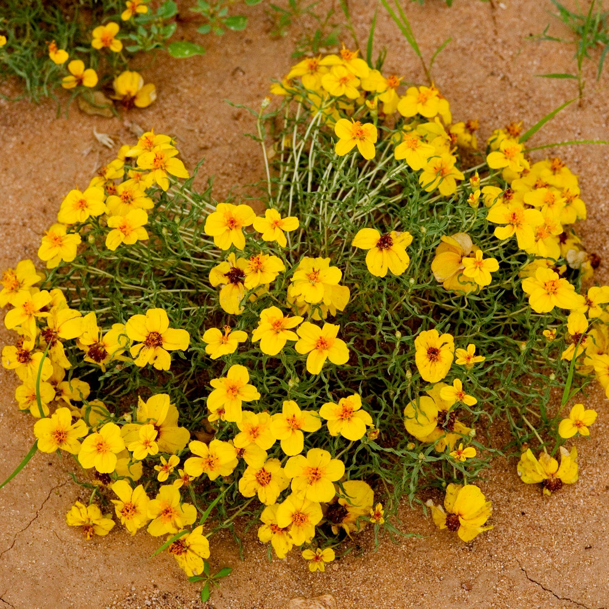 Prairie Zinnia