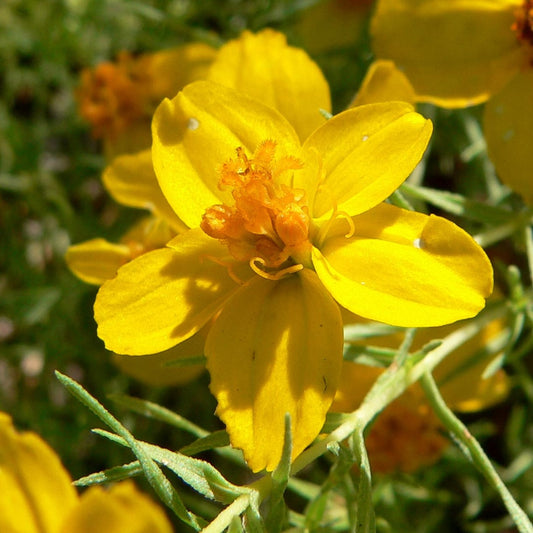 'Gold on Blue' Prairie Zinnia