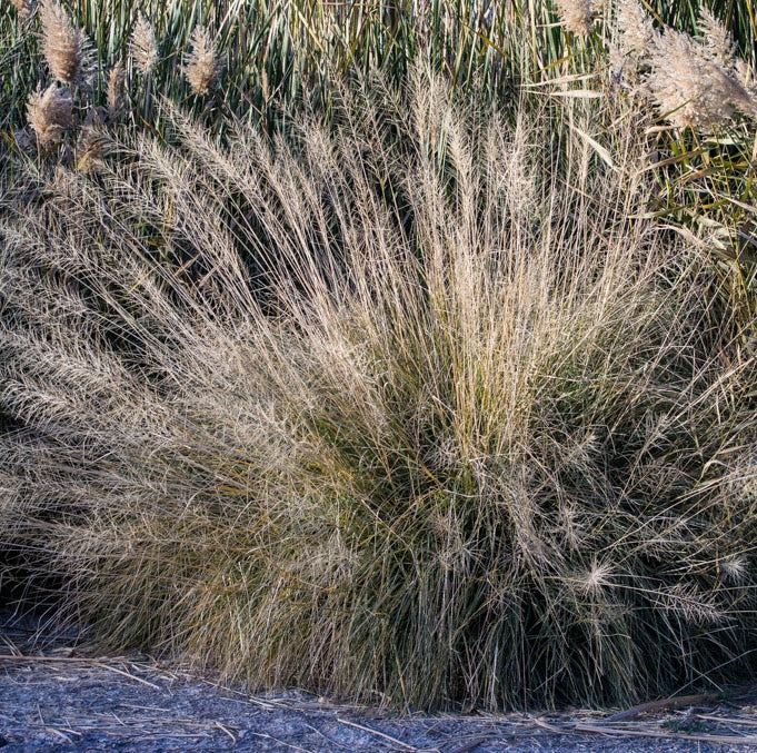 Alkali Sacaton Sporobolus airoides