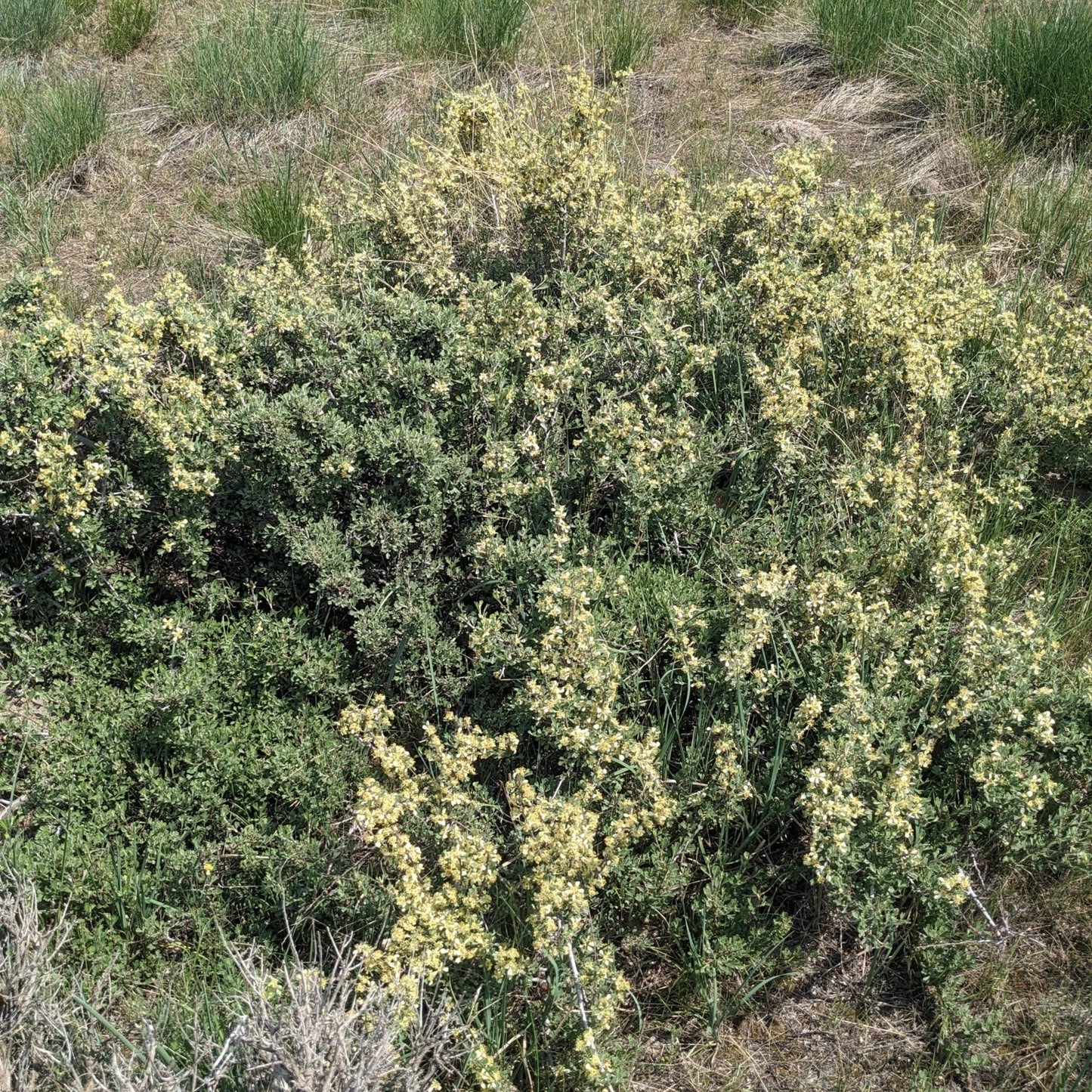 Antelope Bitterbrush