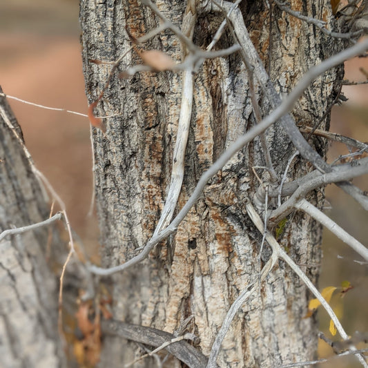 Narrowleaf Cottonwood