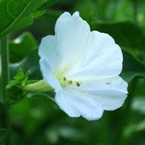 Desert Four O'Clock 'Bella Blanca'