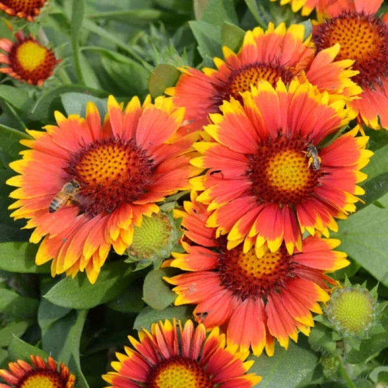 Blanket Flower 'Arizona Sun'