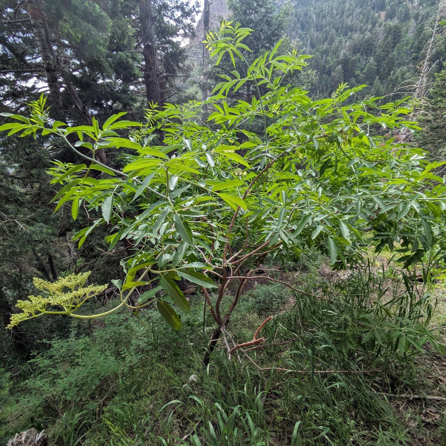 Blue Elderberry