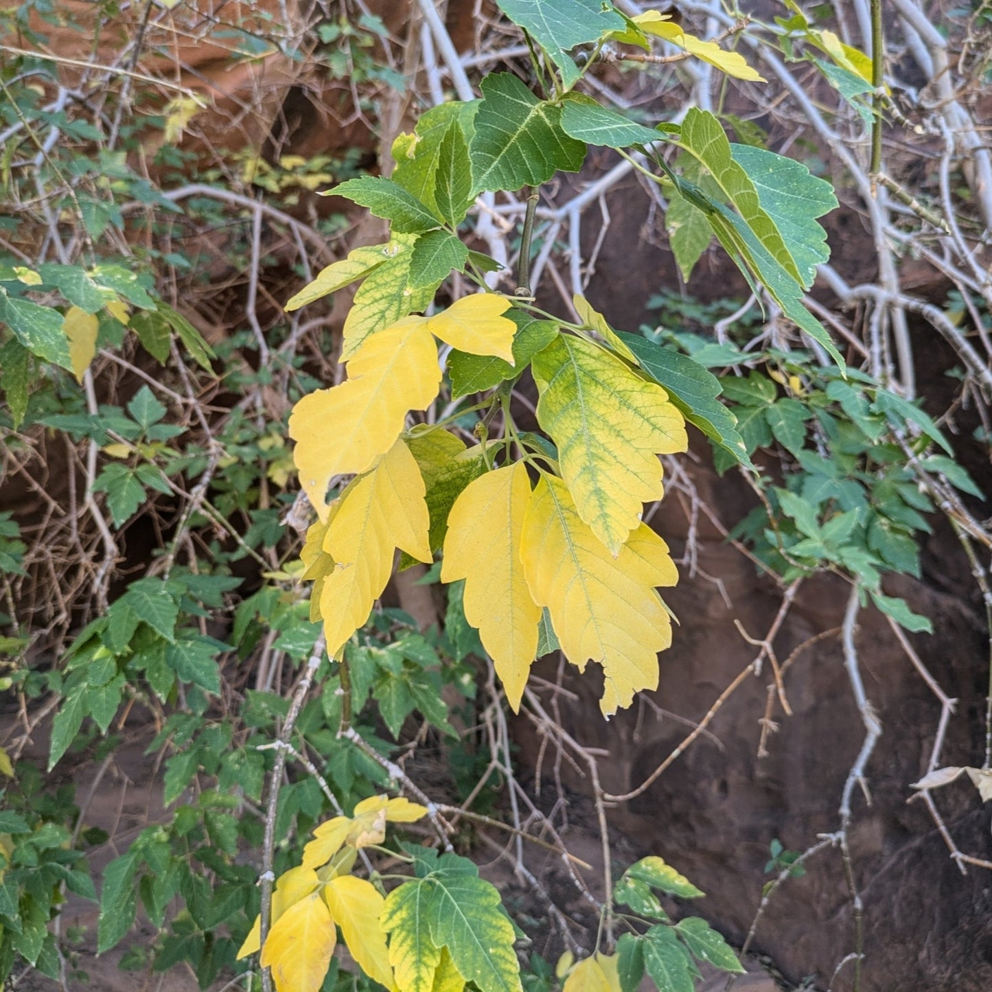 Boxelder