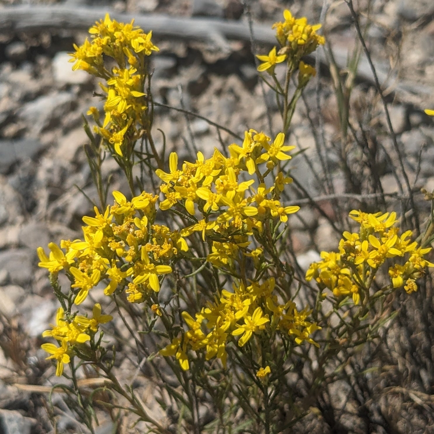snake weed plant Goldenhead Matchbrush – Native Utah Plants