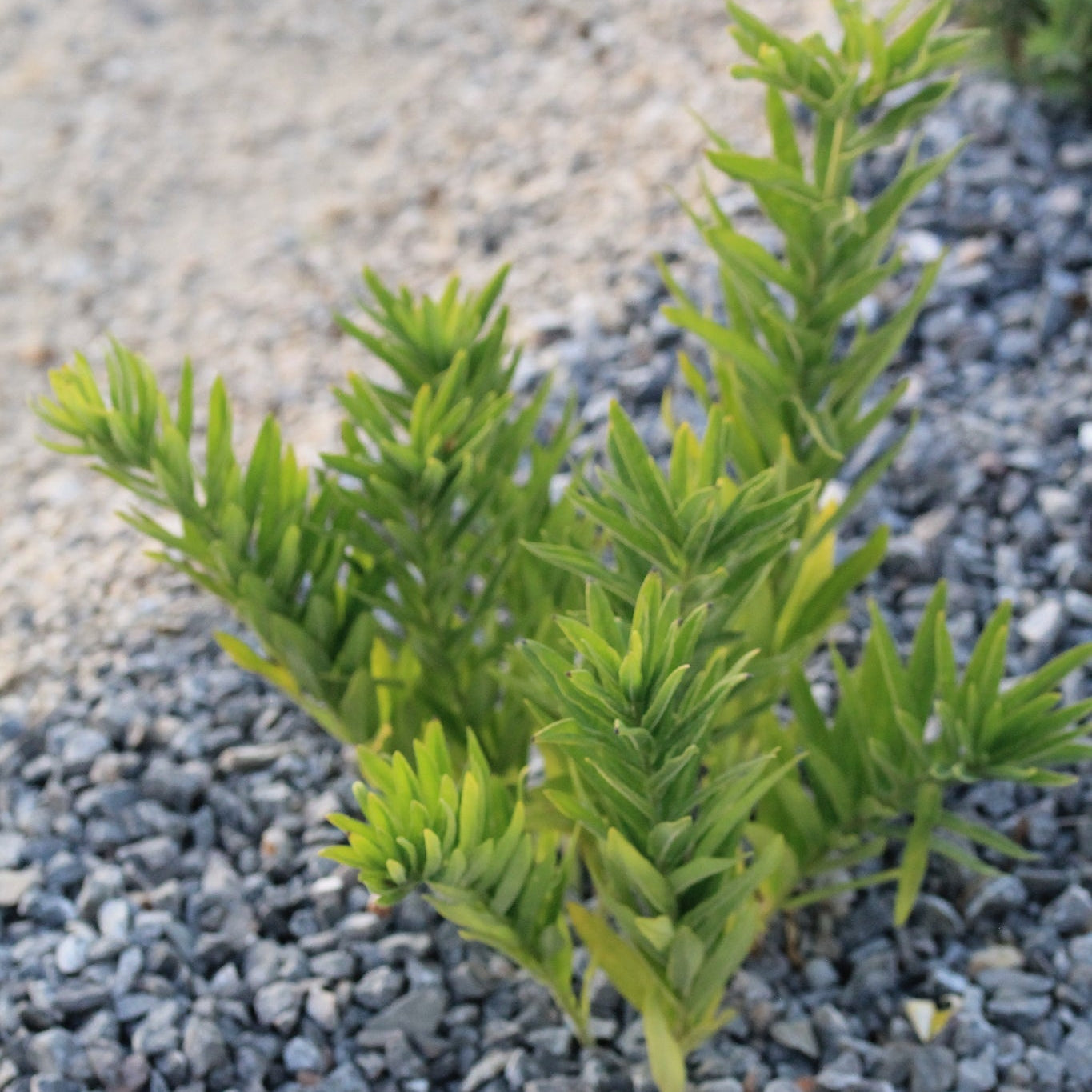 Butterfly Milkweed