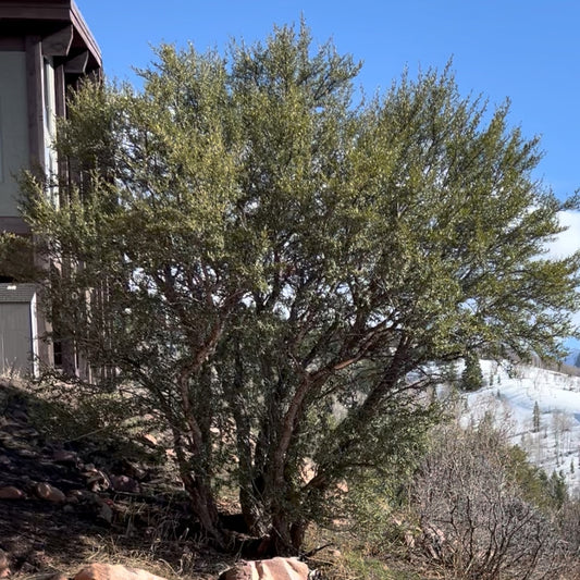 Curl-leaf Mountain Mahogany