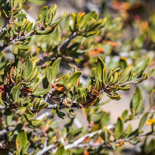Curl-leaf Mountain Mahogany
