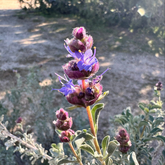 Desert Sage