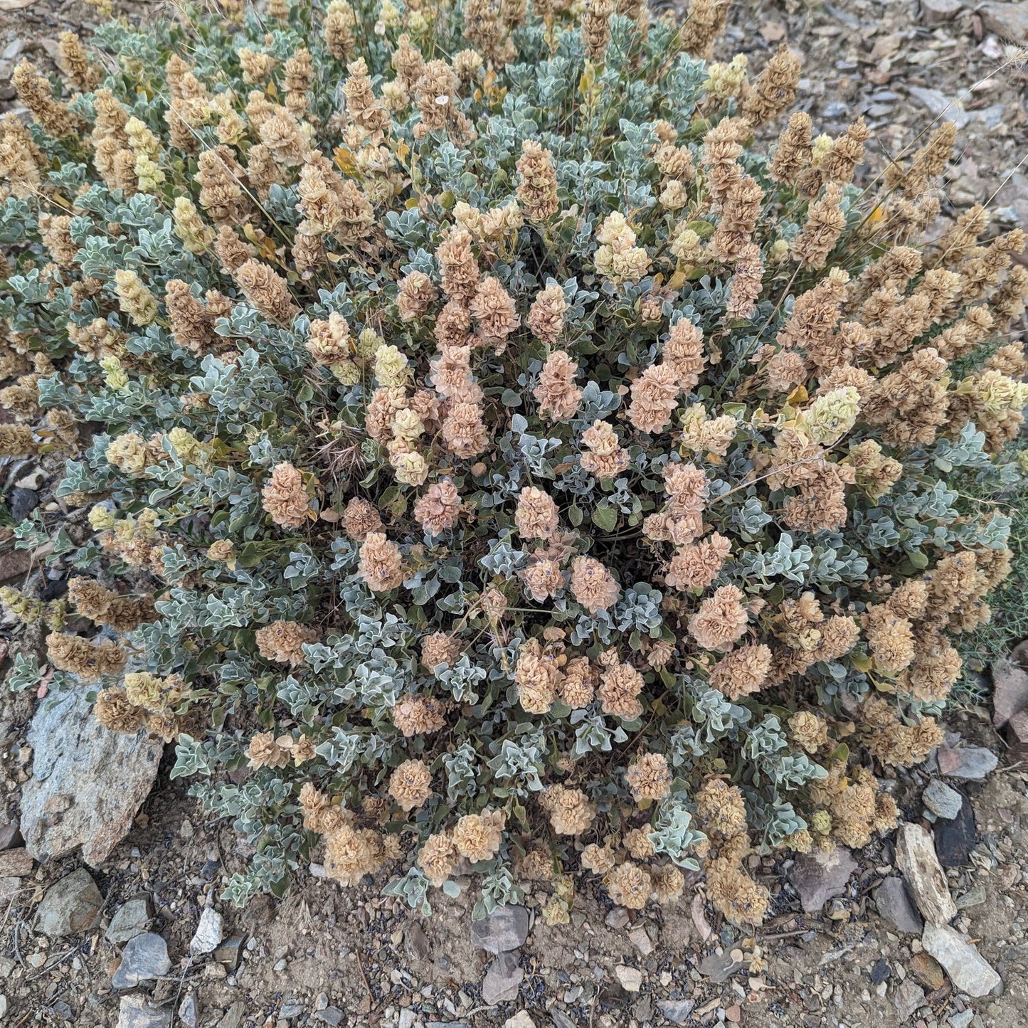 Desert Sage