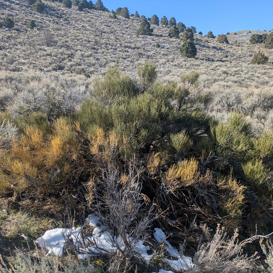 Green Ephedra