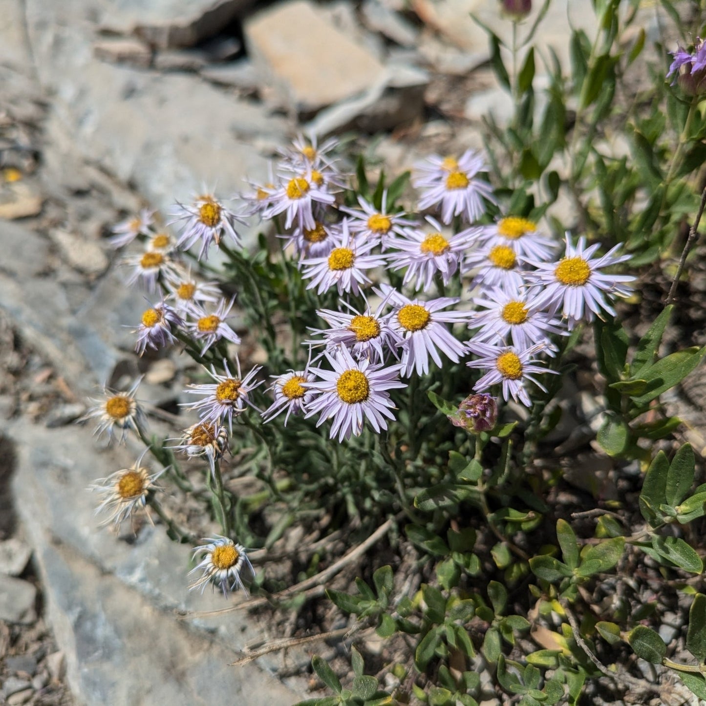 Shaggy Fleabane