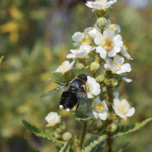 Fernbush Chamaebatiaria millefolium flowers with bee
