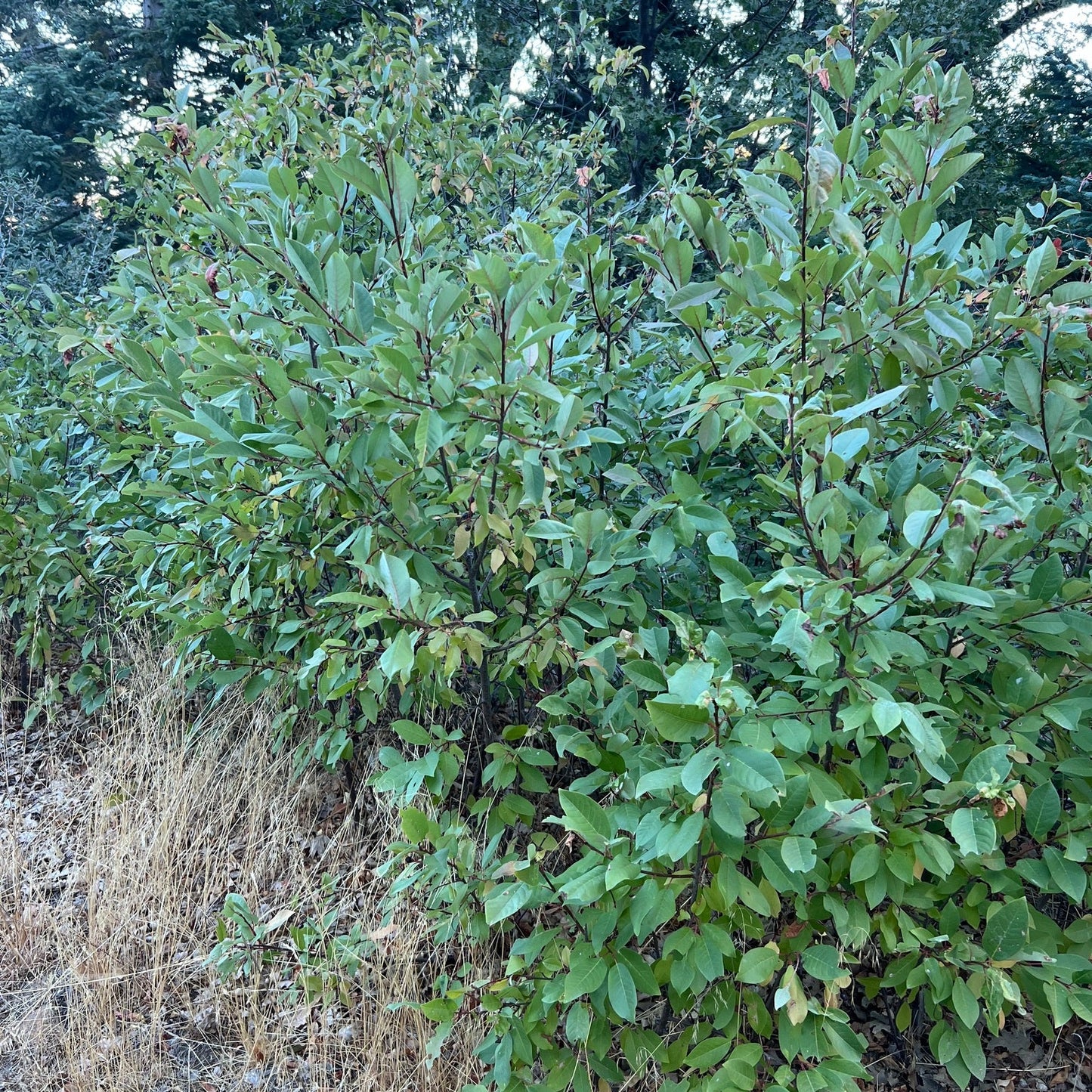 Black Chokecherry