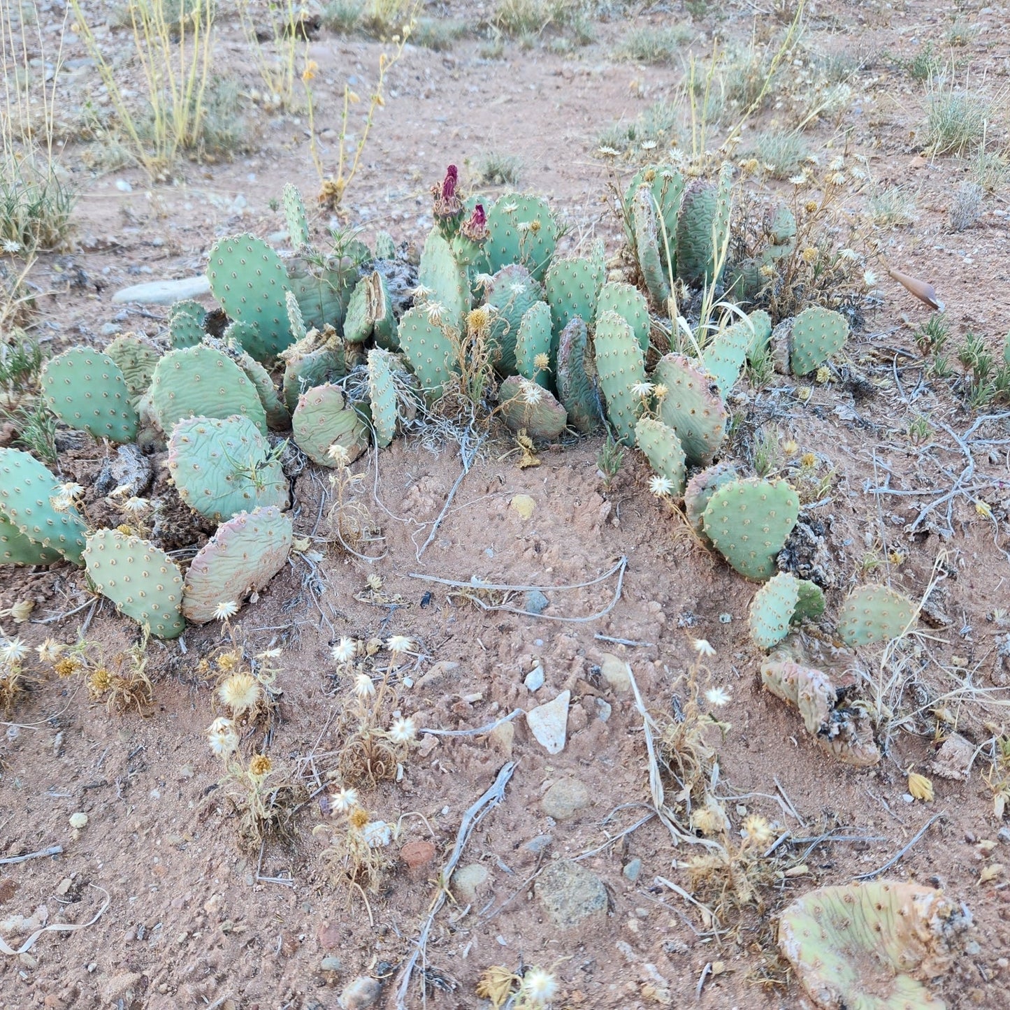Heil's Beavertail Cactus
