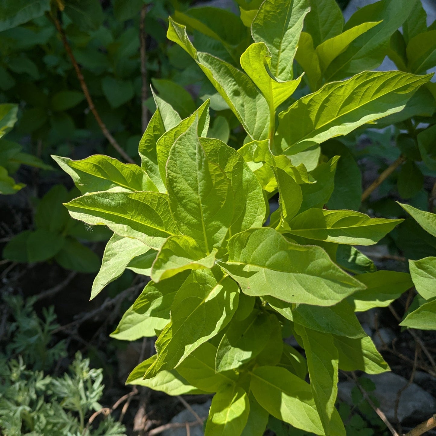 Twinberry Honeysuckle