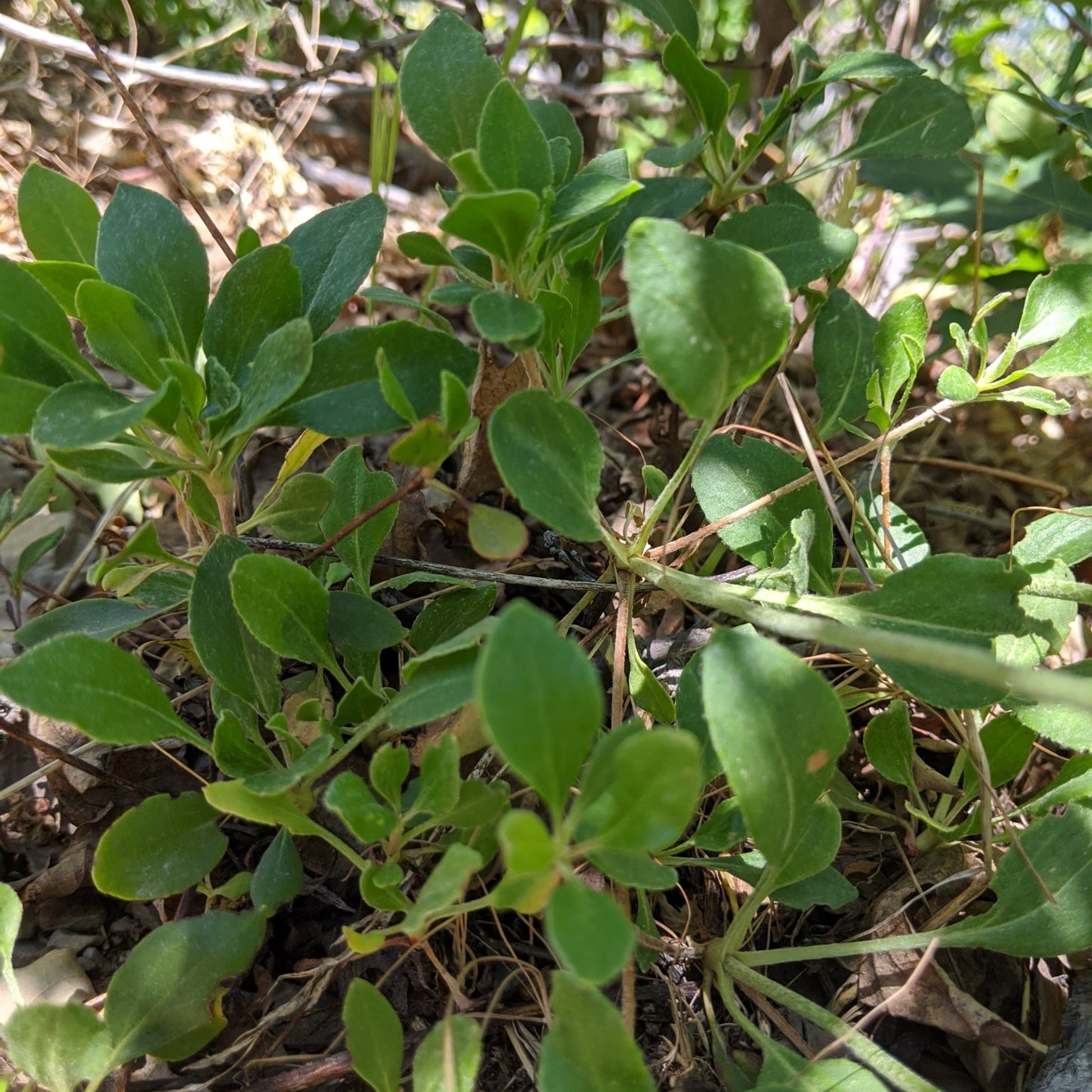 ‘Kannah Creek’ Sulpherflower Buckwheat