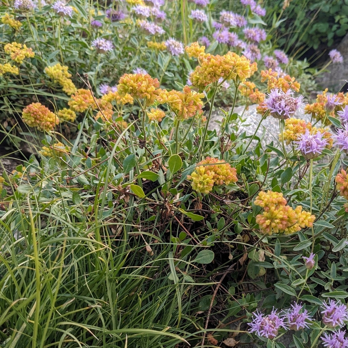 ‘Kannah Creek’ Sulpherflower Buckwheat