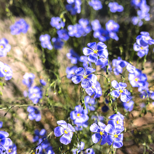 Blue Flax