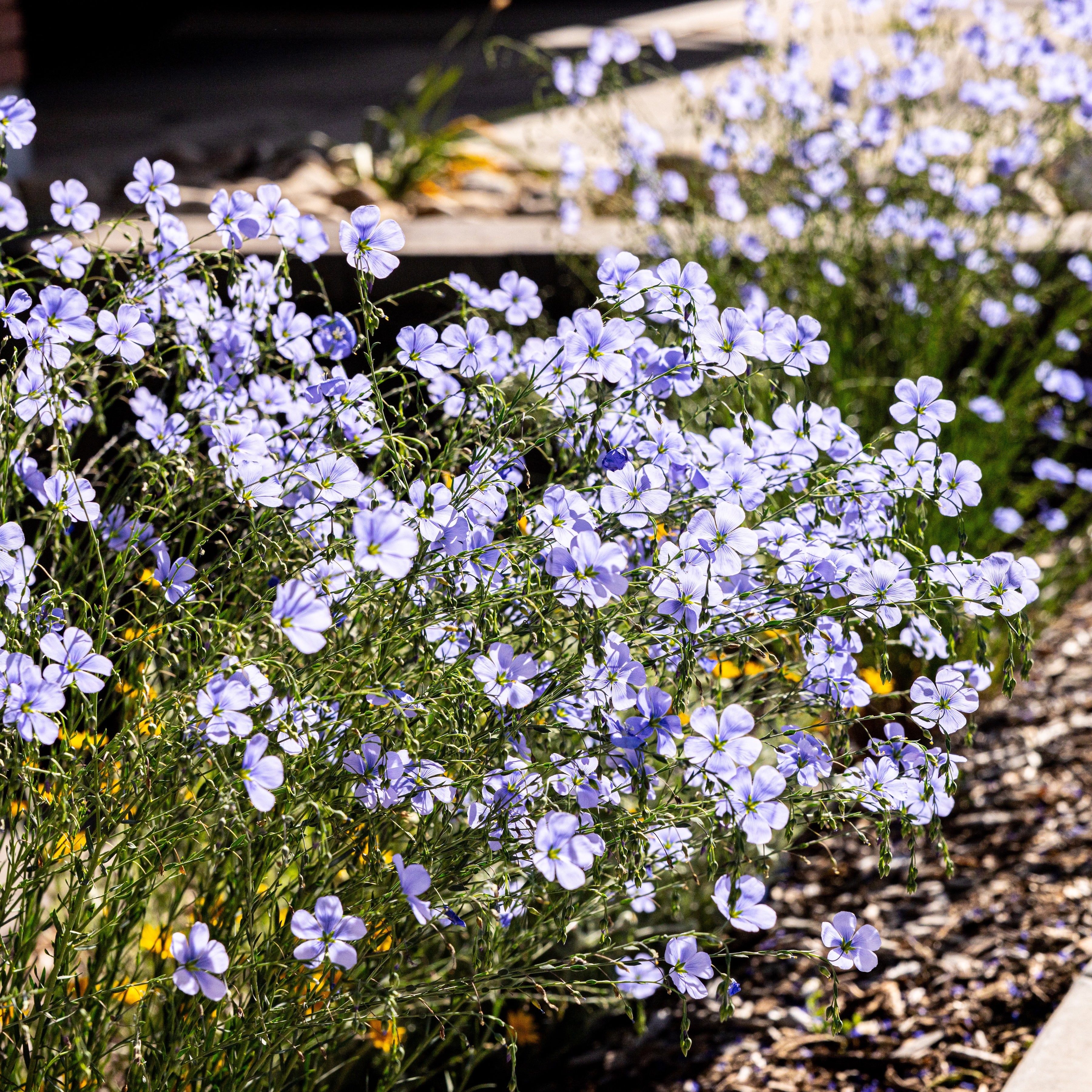 blue flax seeds planting Blue Flax – Native Utah Plants