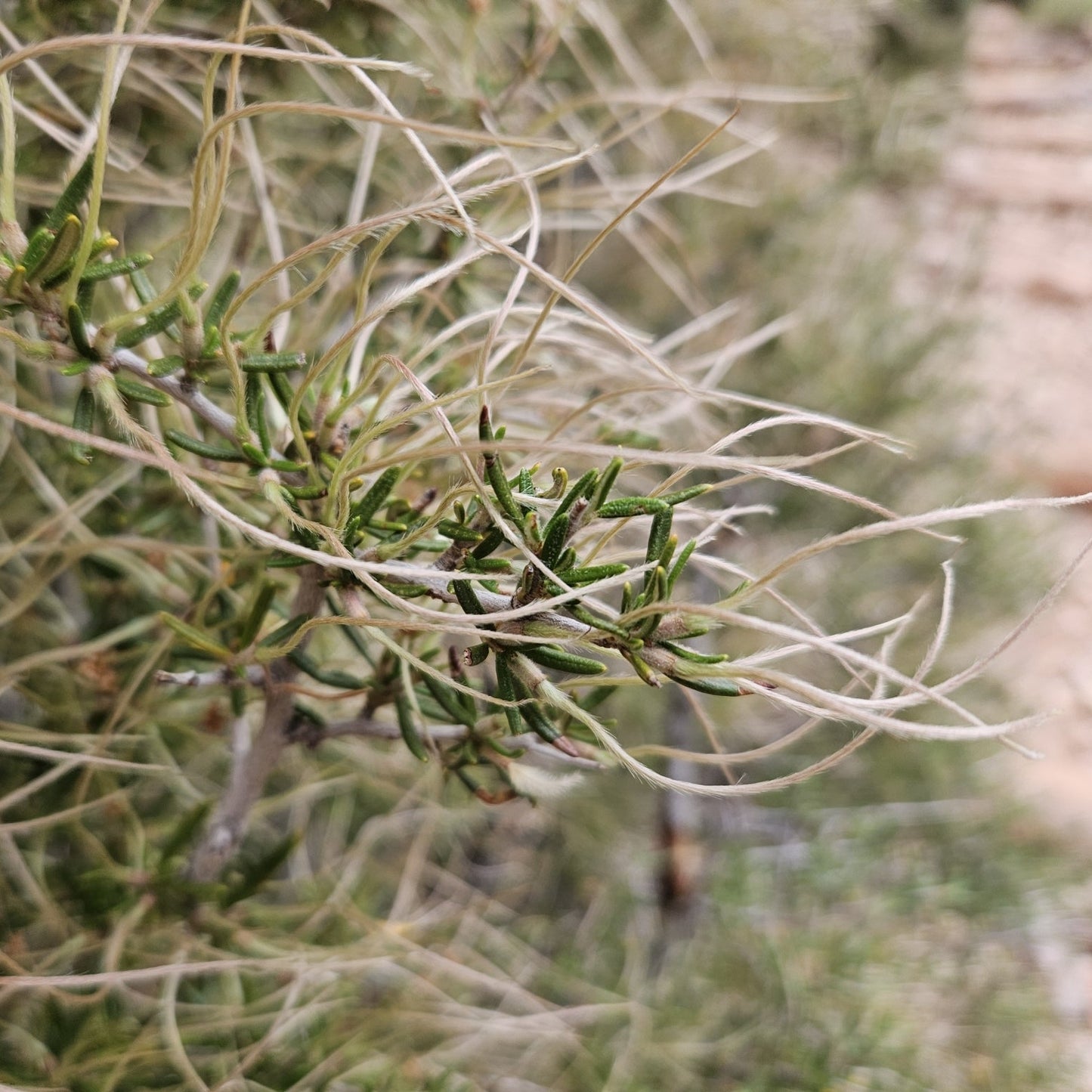 Littleleaf Mountain Mahogany