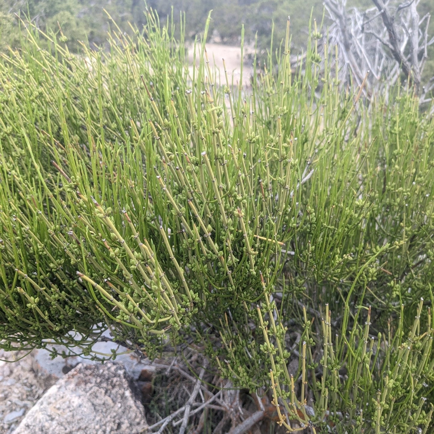 Green Ephedra
