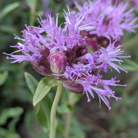 Mountain Beebalm