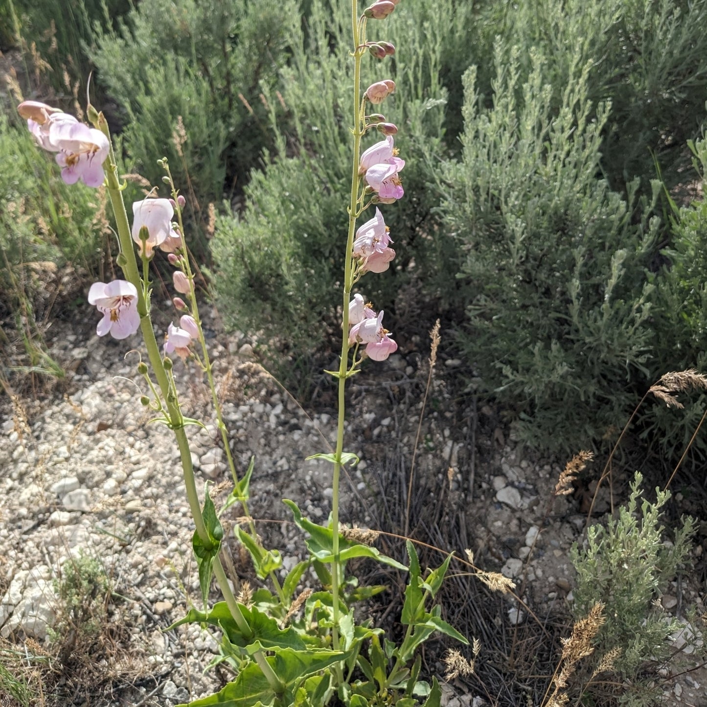 palmer penstemon penstemon palmeri plant bowers