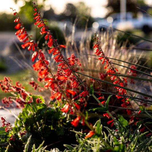 Firecracker Penstemon