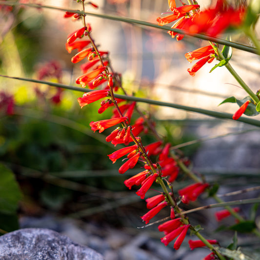 Firecracker Penstemon