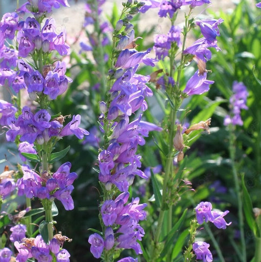 Rocky Mountain Penstemon Penstemon strictus stalk