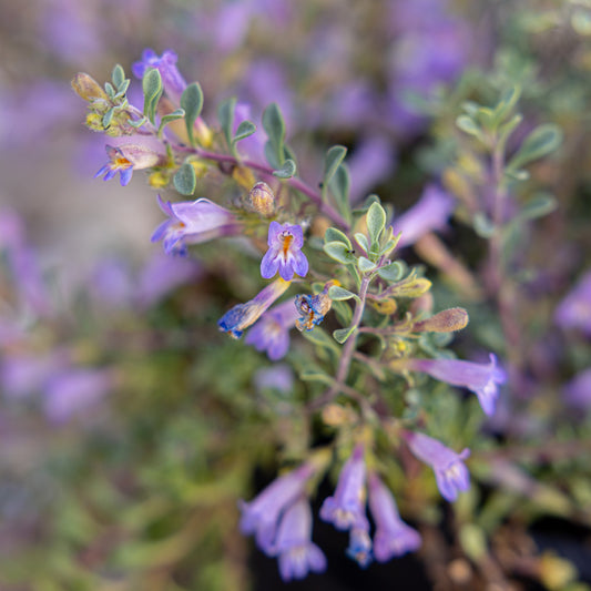 Tushar Bluemat Penstemon
