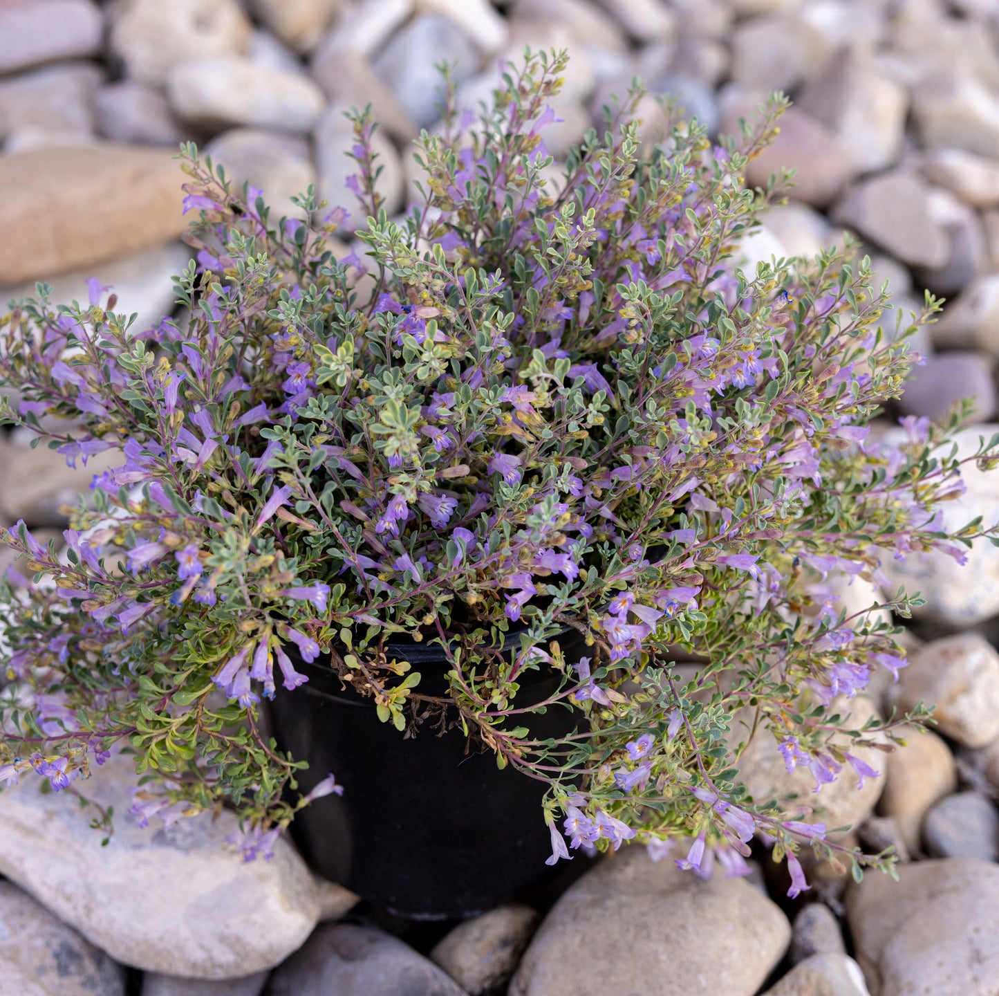 Tushar Bluemat Penstemon