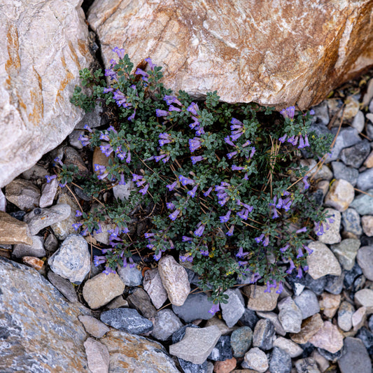 Tushar Bluemat Penstemon