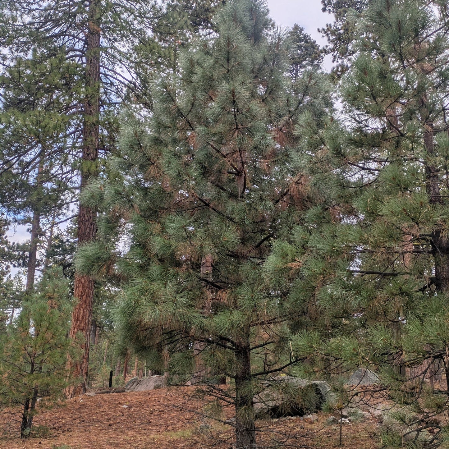 Ponderosa Pine