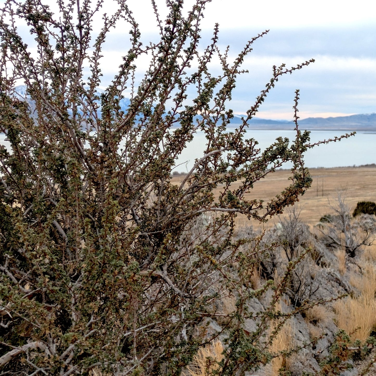 Cliffrose Purshia mexicana var.stansburyana non-flowering