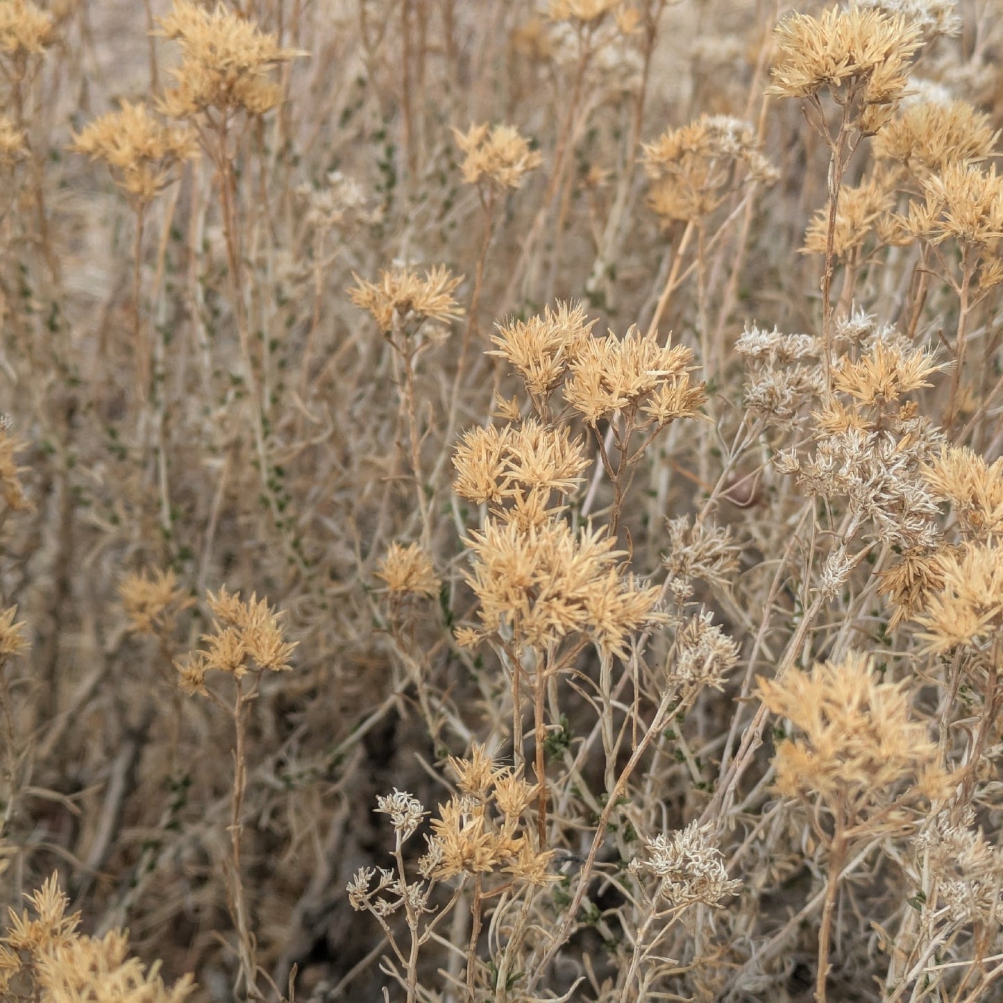Yellow Rabbitbrush