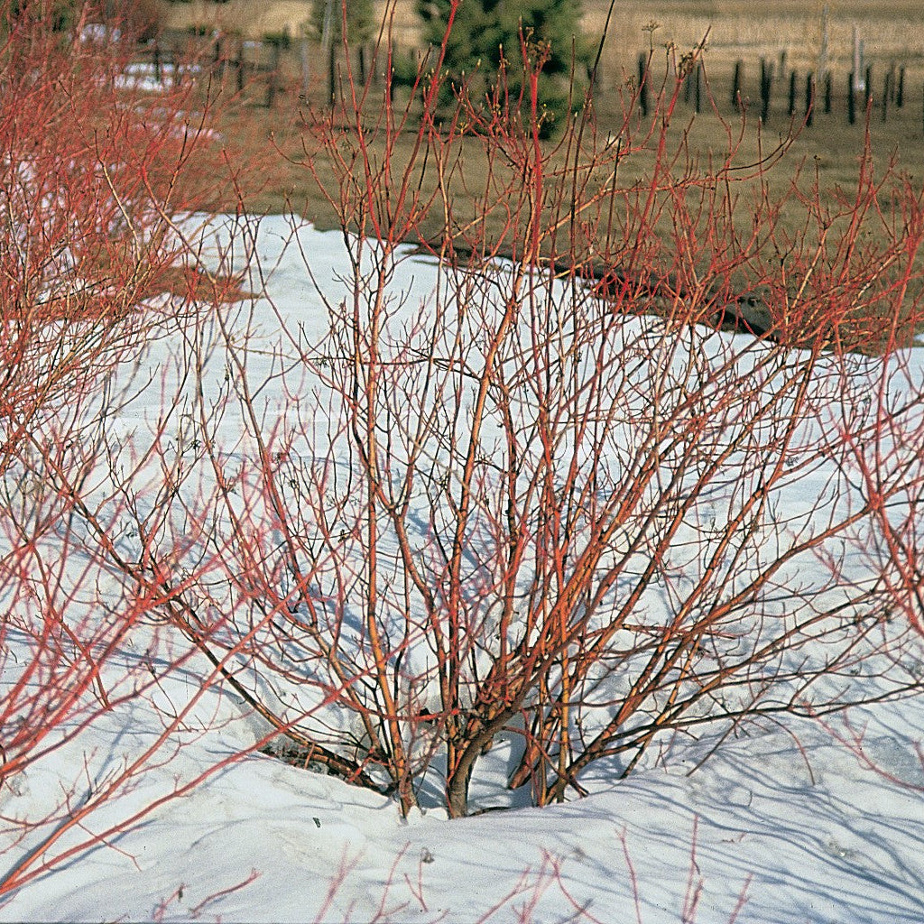 Red Twig Dogwood