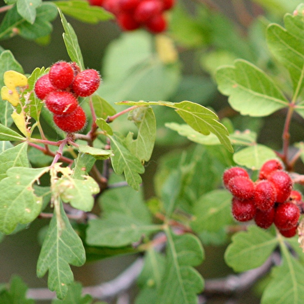 Oakleaf Sumac Rhus aromatica var. trilobata berries