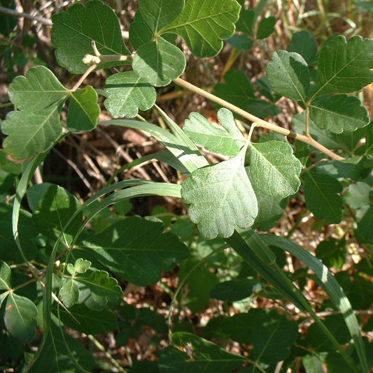 Oakleaf Sumac Rhus aromatica var. trilobata