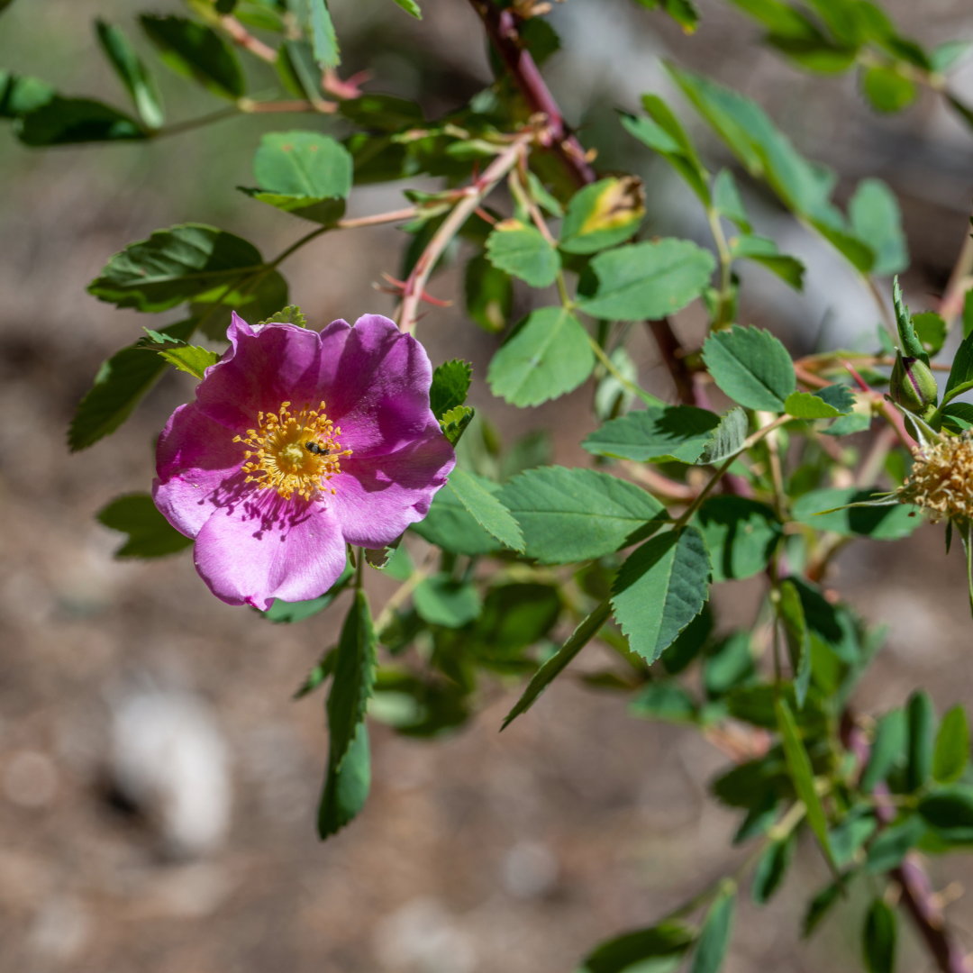 wood's rose rosa woodsii flower