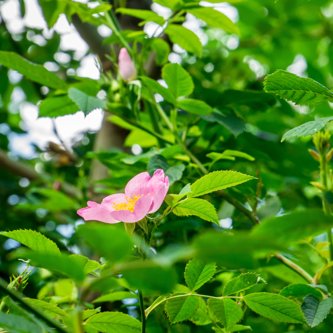 wood's rose rosa woodsii flower2
