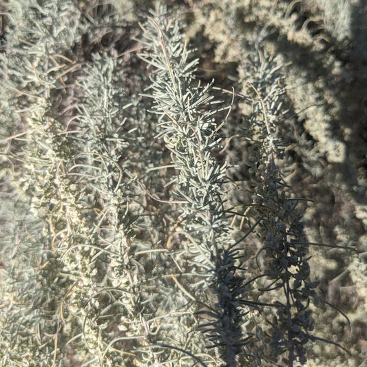 Sand Sagebrush