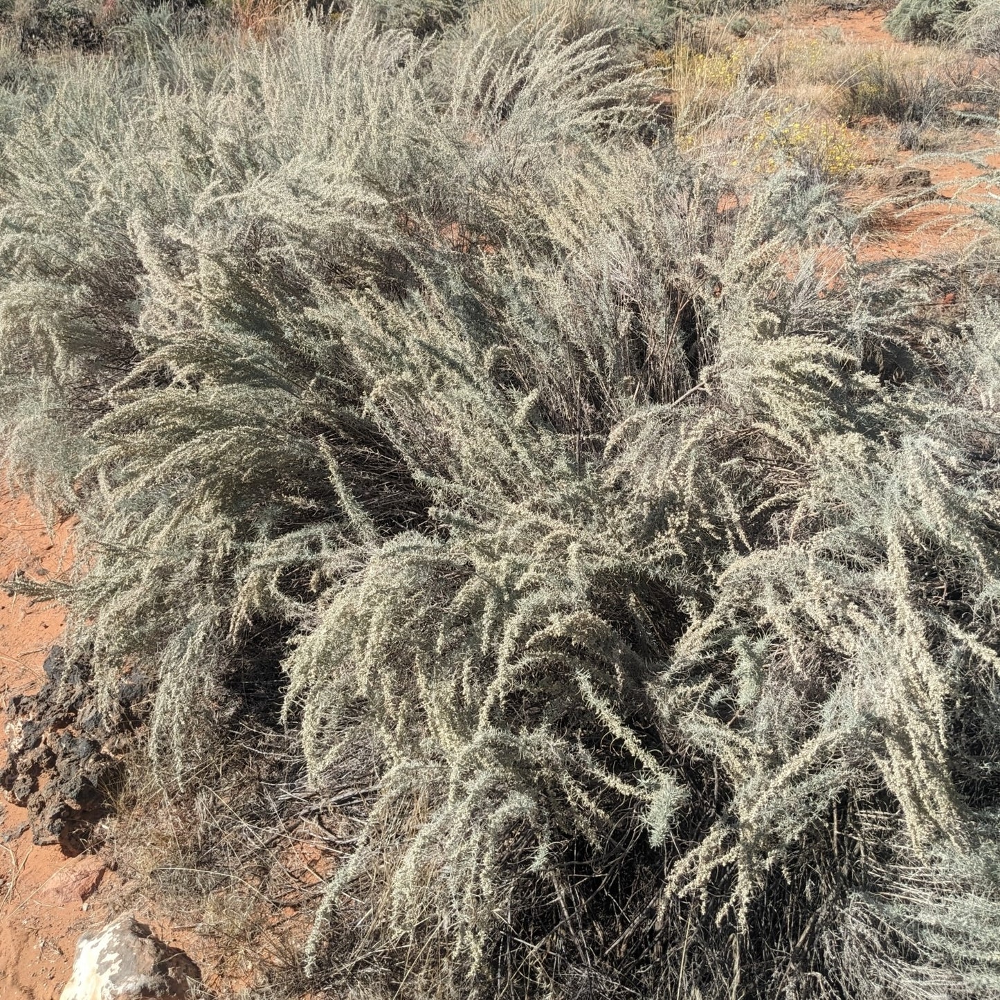 Sand Sagebrush